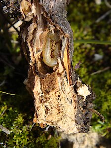 Melobasis splendida, PL5819A, larva, in Beyeria lechenaultii (PJL 3632) dead stem base, EP, photo by A.M.P. Stolarski, 18.2 × 3.6 mm